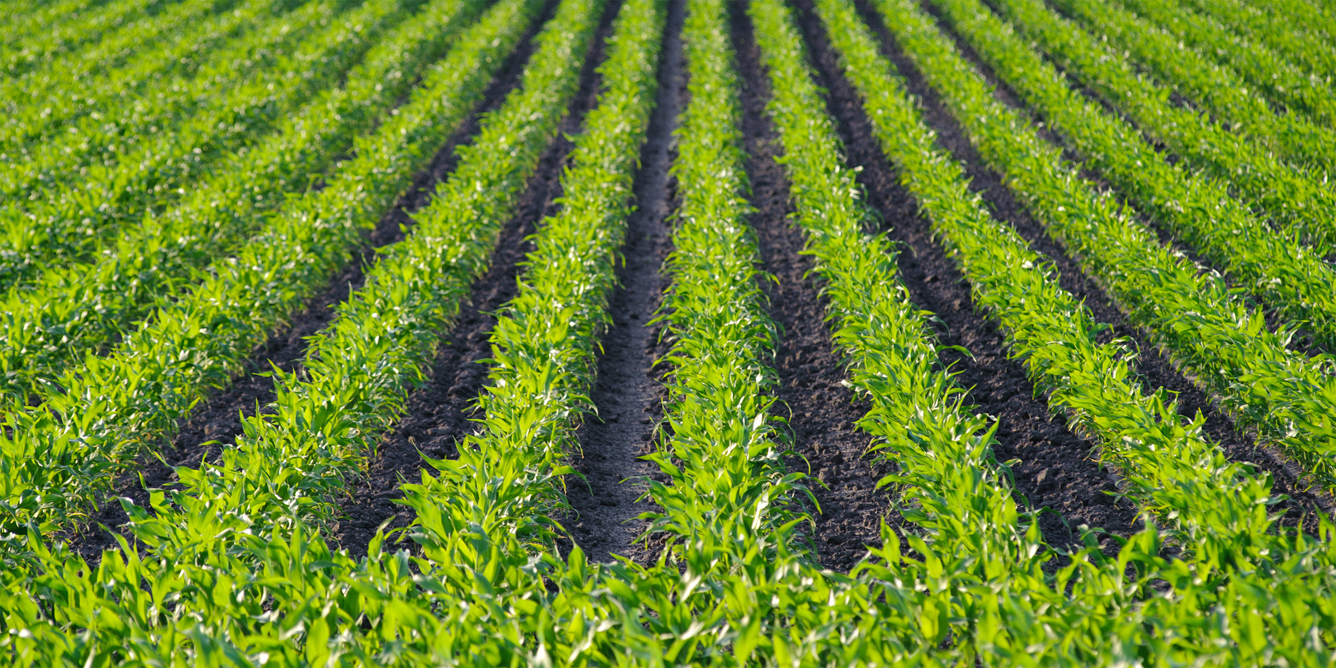 farming-tractor-corn-rows-optimized – AllAgBots Nordic